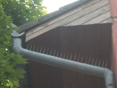 Mikor és hol van szükség galambriasztásra? Mikor és hol van szükség galambriasztásra?