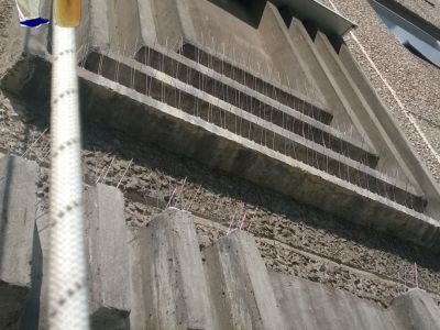 Amit a galambriasztásról tudni kell Amit a galambriasztásról tudni kell